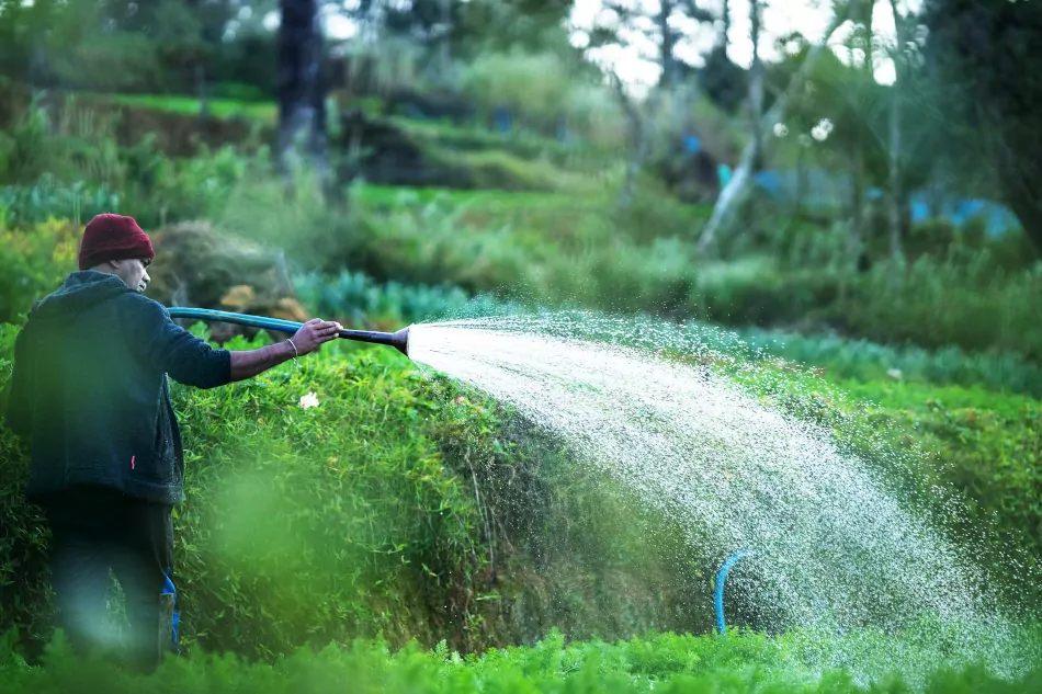 Sri lankan farmer watering crops